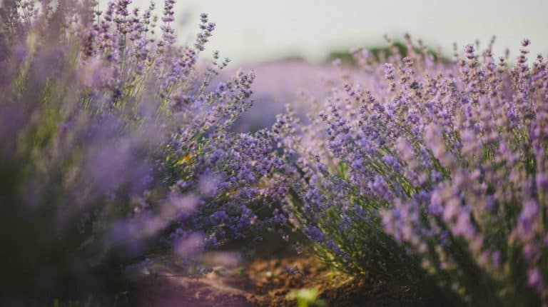 La lavande : mythes et usages