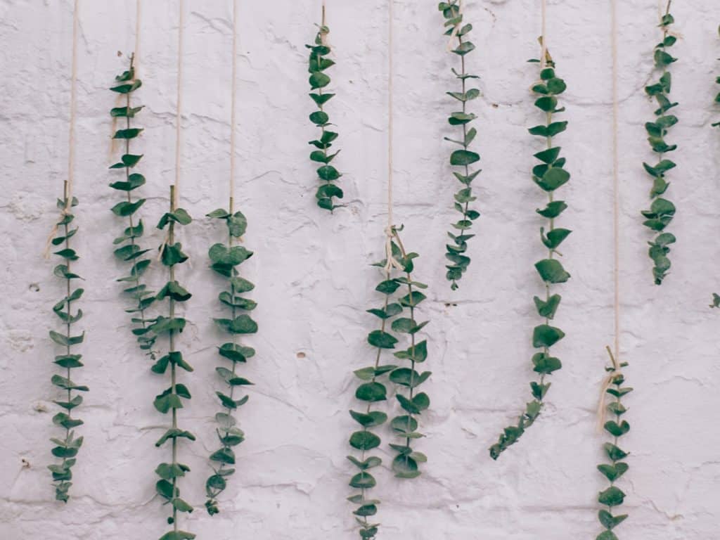 Comment faire s&eacute;cher ses propres herbes ? &ndash; D&eacute;couvrez une m&eacute;thode simple et s&ucirc;re.