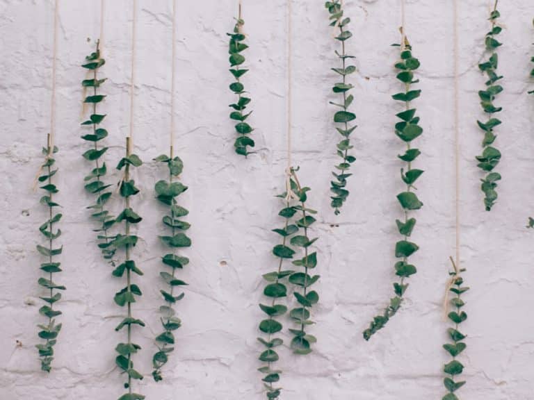 Comment faire s&eacute;cher ses propres herbes ? &ndash; D&eacute;couvrez une m&eacute;thode simple et s&ucirc;re.